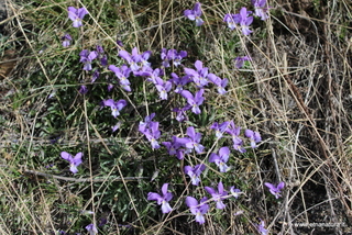 Schiena dell Asino monte Pomiciaro